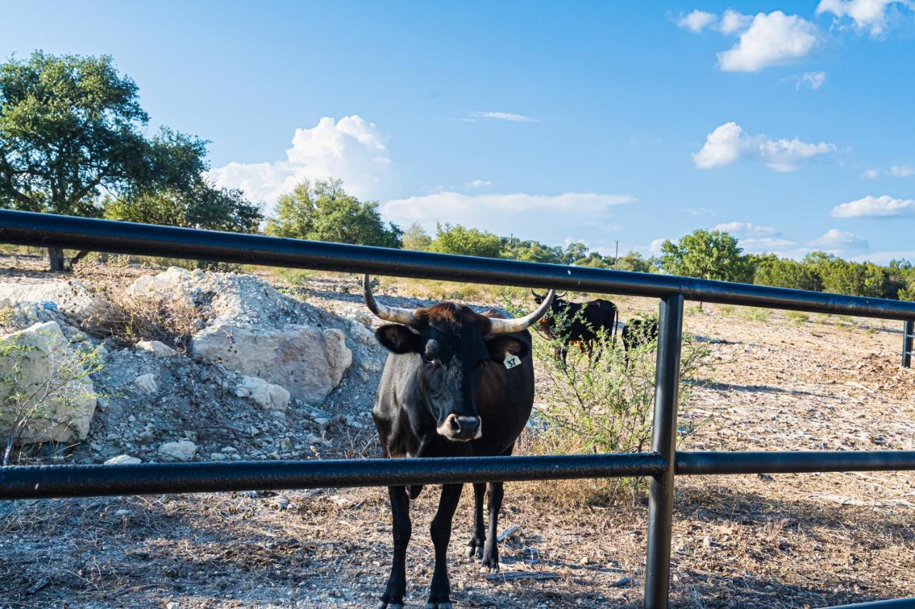 Gruene Daze Chalet - Stylish Aframe - Escape The Ordinary New Braunfels Eksteriør bilde